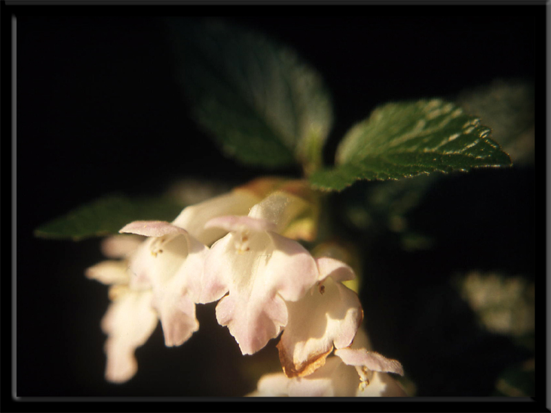 Melittis melissophyllum / Erba limona comune